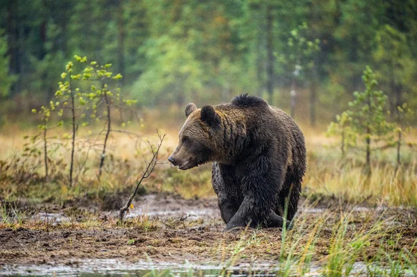 Bog Barnamedve Felnőtt Vad Nagy Barna Medve Tudományos Név Ursus — Stock Fotó