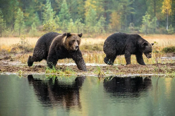 Brown Bears Bog Adult Wild Big Brown Bears Scientific Name — Stock Photo, Image