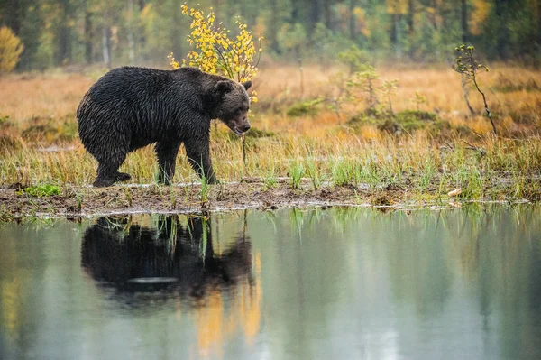 Bog Barnamedve Felnőtt Vad Nagy Barna Medve Tudományos Név Ursus — Stock Fotó