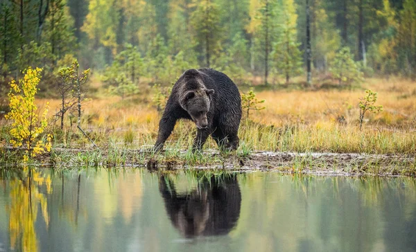 Bog Barnamedve Felnőtt Vad Nagy Barna Medve Tudományos Név Ursus — Stock Fotó