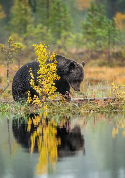 Bog Barnamedve Felnőtt Vad Nagy Barna Medve Tudományos Név Ursus — Stock Fotó