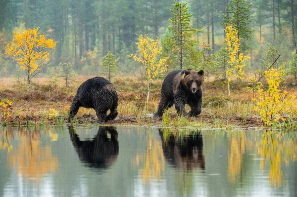 Brown Bears Bog Adult Wild Big Brown Bears Scientific Name — Stock Photo, Image