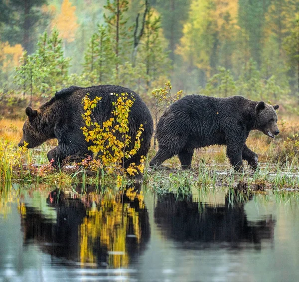 Brown Bears Bog Adult Wild Big Brown Bears Scientific Name — Stock Photo, Image