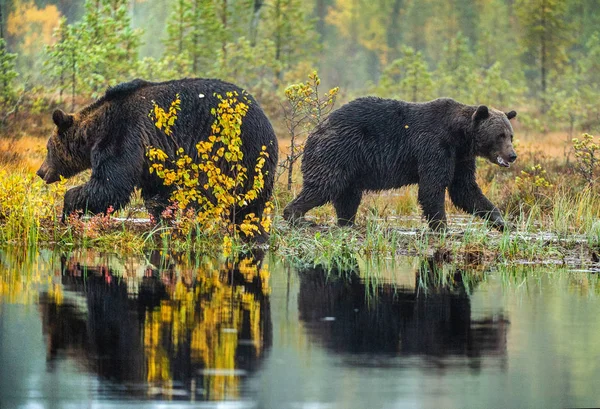 Hnědí Medvědi Záchod Dospělé Volně Velké Medvědů Hnědých Vědecký Název — Stock fotografie