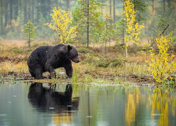 Urs Brun Mlaştină Adult Wild Big Brown Bear Denumire Științifică — Fotografie, imagine de stoc