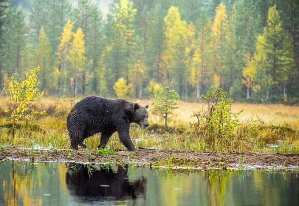 Бурый Медведь Болоте Взрослый Большой Коричневый Медведь Научное Название Ursus — стоковое фото