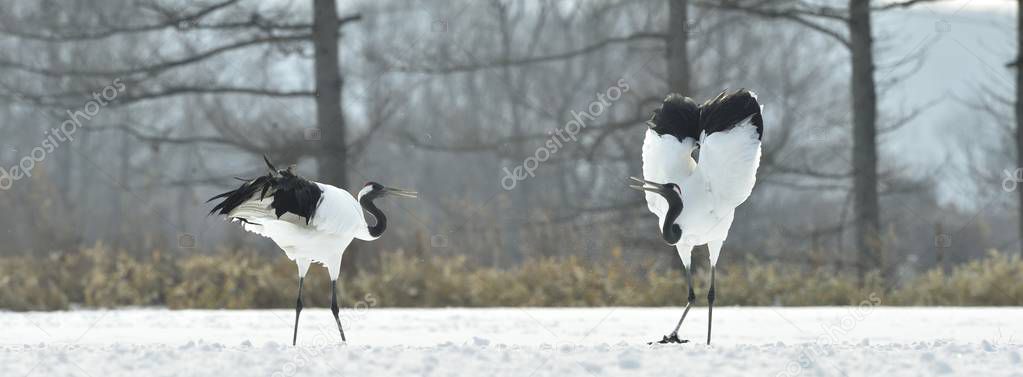 The ritual marriage dance of cranes. The red-crowned cranes. Scientific name: Grus japonensis, also called the Japanese crane or Manchurian crane, is a large East Asian Crane.