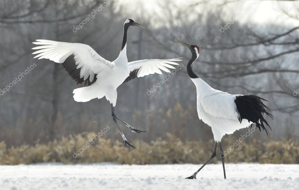 The ritual marriage dance of cranes. The red-crowned cranes. Scientific name: Grus japonensis, also called the Japanese crane or Manchurian crane, is a large East Asian Crane.