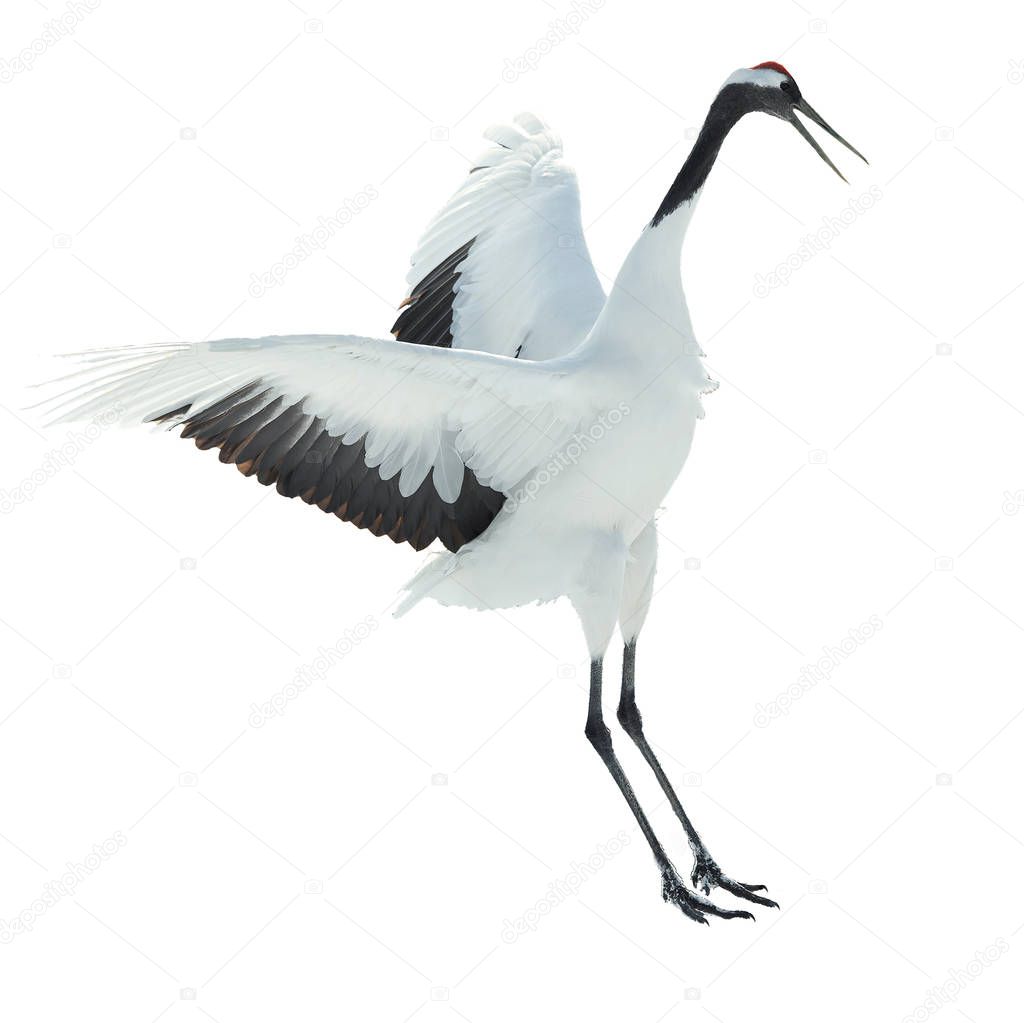 Dancing Crane. The ritual marriage dance isolated on white background. The red-crowned crane. Scientific name: Grus japonensis, also called the Japanese  or Manchurian crane, is a large East Asian Crane.