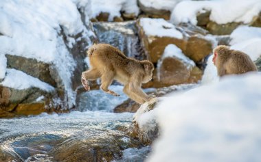 Japon makak atlama. Japon makak, bilimsel adı: Macaca fuscata, olarak da bilinen kar maymun. Doğal yaşam alanı, kış sezonu.