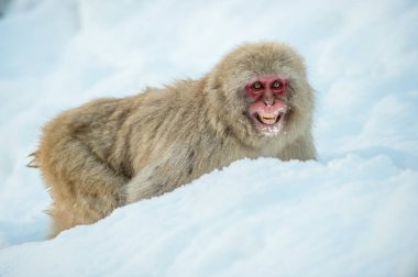 Japon makak kar üzerinde. Kış sezonu. Japon makak (bilimsel adı: Macaca fuscata), kar maymun olarak da bilinen.