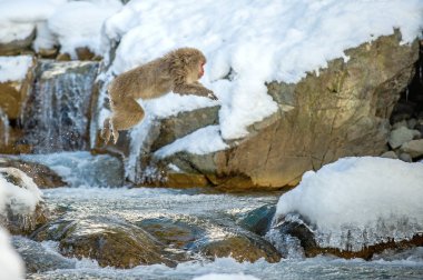 Japon makak atlama. Japon makak, bilimsel adı: Macaca fuscata, olarak da bilinen kar maymun. Doğal yaşam alanı, kış sezonu.