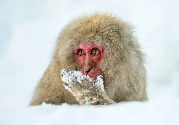 Makak Červenolící Sněhu Zimní Sezóna Japonskou Makaka Vědecký Název Macaca — Stock fotografie