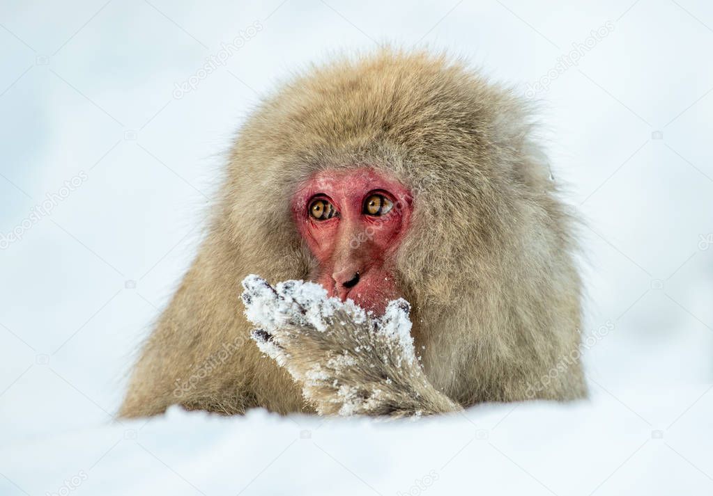Japanese macaque on the snow. Winter season. The Japanese macaque ( Scientific name: Macaca fuscata), also known as the snow monkey.