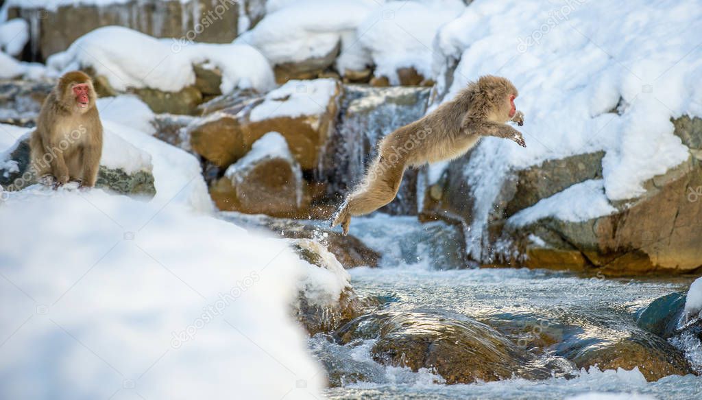 Japanese macaque jumping. The Japanese macaque,  Scientific name: Macaca fuscata, also known as the snow monkey. Natural habitat, winter season.