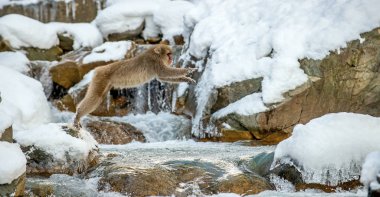 Japon makak atlama. Japon makak, bilimsel adı: Macaca fuscata, olarak da bilinen kar maymun. Doğal yaşam alanı, kış sezonu.