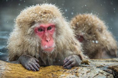 Japon makak Doğal kaplıcalar suda. Temizlik yordamı. Japon makak (bilimsel adı: Macaca fuscata), kar maymun olarak da bilinen.