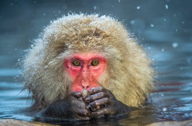 Jigokudani hotsprings adlı Japon makak. Japon makak, bilimsel adı: Macaca fuscata, olarak da bilinen kar maymun.