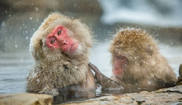 Macacos Japoneses Agua Aguas Termales Naturales Procedimiento Limpieza Macaco Japonés — Foto de Stock