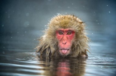 Jigokudani hotsprings adlı Japon makak. Japon makak, bilimsel adı: Macaca fuscata, olarak da bilinen kar maymun.