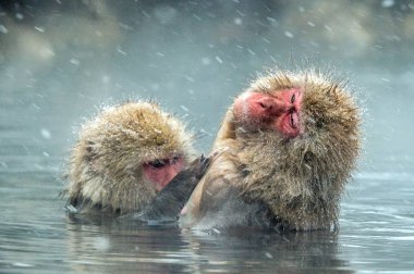 Japon makak Doğal kaplıcalar suda. Temizlik yordamı. Japon makak (bilimsel adı: Macaca fuscata), kar maymun olarak da bilinen.
