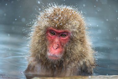 Jigokudani hotsprings adlı Japon makak. Japon makak, bilimsel adı: Macaca fuscata, olarak da bilinen kar maymun.