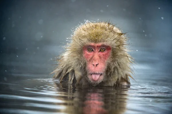 51 fotos de stock e banco de imagens de Macaco Preto Das Celebes