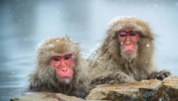 Ιαπωνικών Πιθήκους Macacus Στο Jigokudani Φυσικές Ιαματικές Πηγές Ιαπωνική Macaque — Φωτογραφία Αρχείου