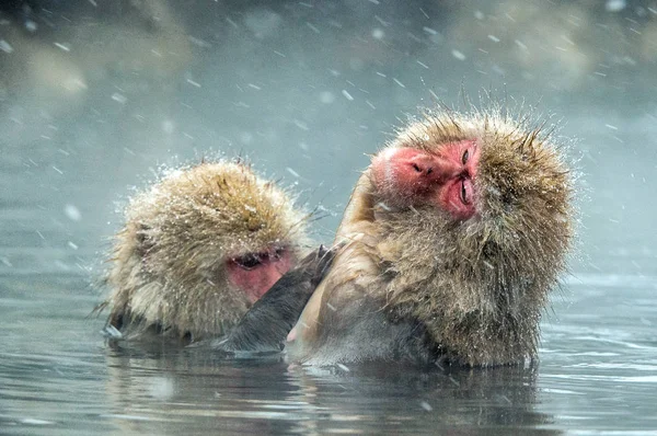 Japon Makak Doğal Kaplıcalar Suda Temizlik Yordamı Japon Makak Bilimsel — Stok fotoğraf