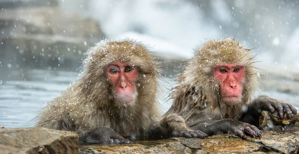 Makaki Japońskie Jigokudani Naturalnych Źródeł Termalnych Japoński Macaque Nazwa Naukowa — Zdjęcie stockowe