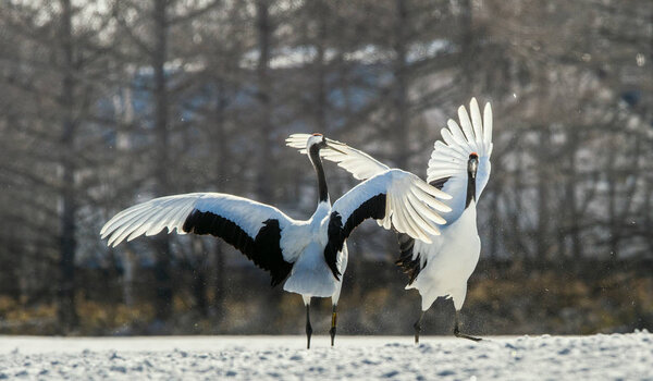 The red-crowned cranes. Scientific name: Grus japonensis, also called the Japanese crane or Manchurian crane.