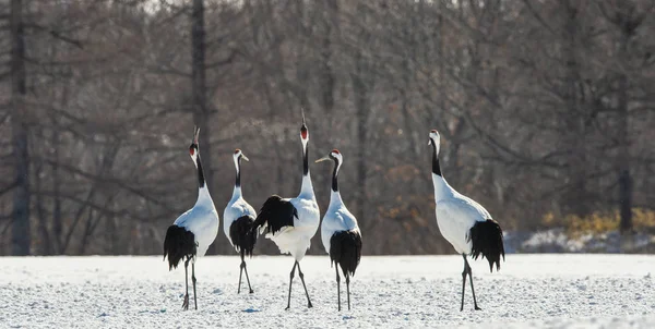 Red Crowned Cranes Scientific Name Grus Japonensis Also Called Japanese — Stock Photo, Image
