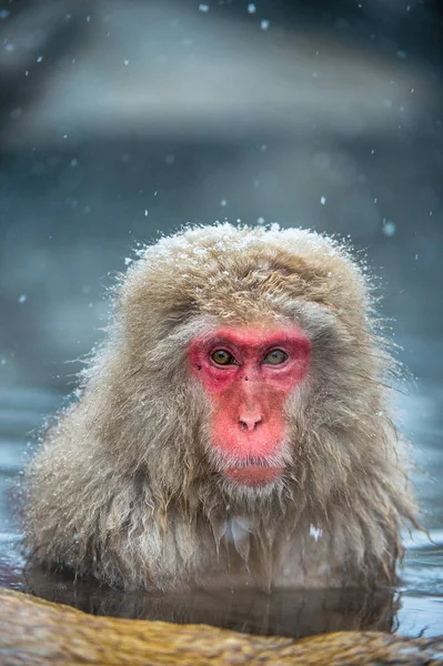 Macaque Japonais Aux Sources Thermales Jigokudani Macaque Japonais Nom Scientifique — Photo