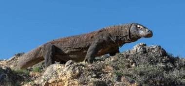 Komodo dragon. Bilimsel adı: Varanus komodoensis. Endonezya.
