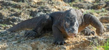 Komodo dragon. Önden Görünüm. Bilimsel adı: Varanus komodoensis. Endonezya.