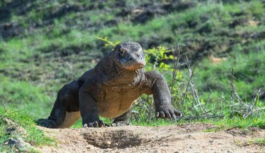 Komodo dragon. Önden Görünüm. Bilimsel adı: Varanus komodoensis. Endonezya.