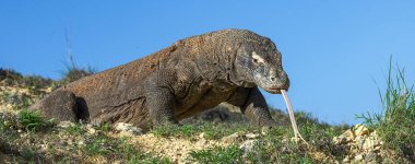 O çatal dilini Komodo dragon hava kokla. Yakın çekim. Komodo dragon, bilimsel adı: Varanus komodoensis. Endonezya.