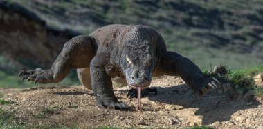 O çatal dilini Komodo dragon hava kokla. Yakın çekim. Komodo dragon, bilimsel adı: Varanus komodoensis. Endonezya.