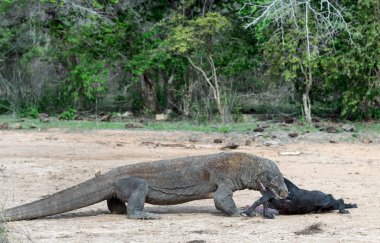 Komodo dragon av saldırır. Komodo dragon, bilimsel adı: Varanus komodoensis. Endonezya.