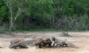 Komodo ejderleri mücadele. Komodo dragon, bilimsel adı: Varanus komodoensis. Endonezya.