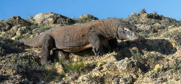 코모도 드래곤입니다 과학적인 Varanus Komodoensis 인도네시아 — 스톡 사진