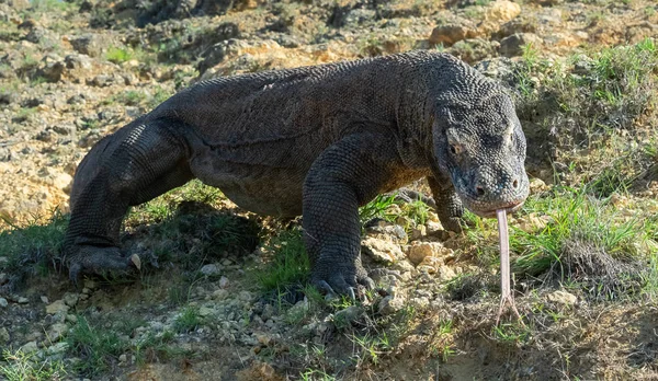 Komodo Naga Dengan Lidah Bercabang Mengendus Udara Tutup Komodo Nama — Stok Foto