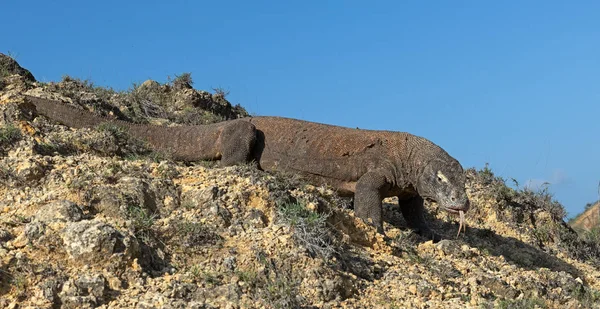 Комодский Дракон Научное Название Varanus Komodoensis Индонезия — стоковое фото