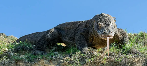Çatal Dilini Komodo Dragon Hava Kokla Yakın Çekim Komodo Dragon — Stok fotoğraf