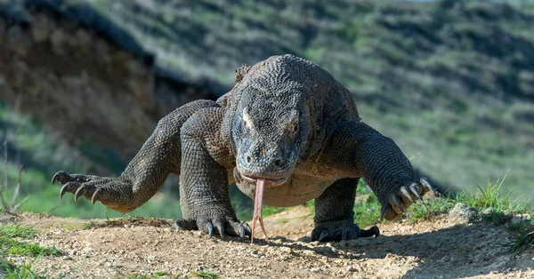 Komodo Naga Dengan Lidah Bercabang Mengendus Udara Tutup Komodo Nama — Stok Foto