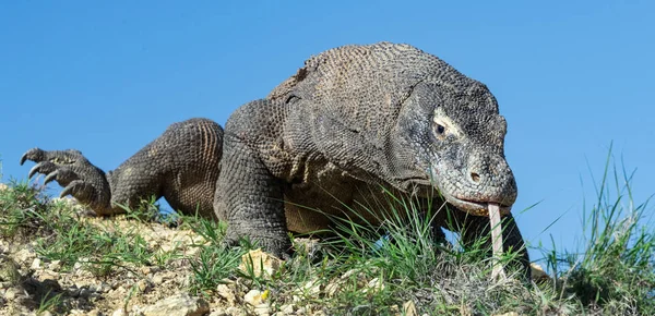 Komodo Naga Dengan Lidah Bercabang Mengendus Udara Tutup Komodo Nama — Stok Foto