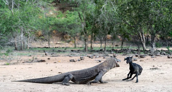 Dragón Komodo Ataca Presa Dragón Komodo Nombre Científico Varanus Komodoensis — Foto de Stock