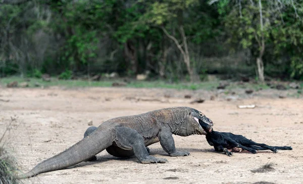 Komodói Sárkány Támadások Zsákmányt Komodói Sárkány Tudományos Neve Varanus Komodoensis — Stock Fotó