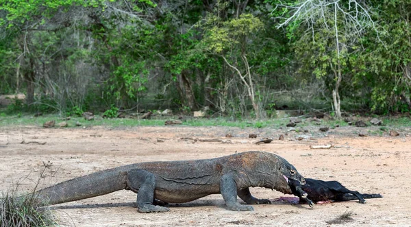 科莫多龙攻击猎物 科莫多龙 科学名称 瓦拉努斯 科莫多安斯 印度尼西亚 — 图库照片