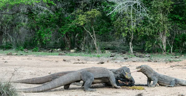 Fight of komodo dragons for prey. The Komodo dragon, scientific name: Varanus komodoensis. Indonesia.